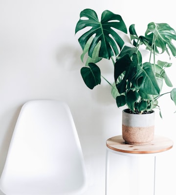 Prateleira com plantas
